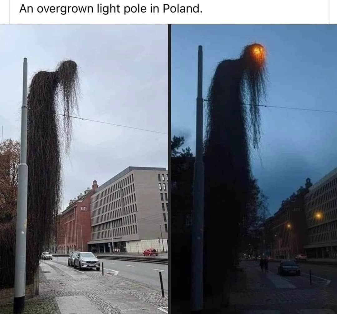 nikcoliee's tweet photo. Them: “how do you feel today?”

Me: “like an overgrown light pole in Poland.” https://t.co/b7afuz8Ygh
