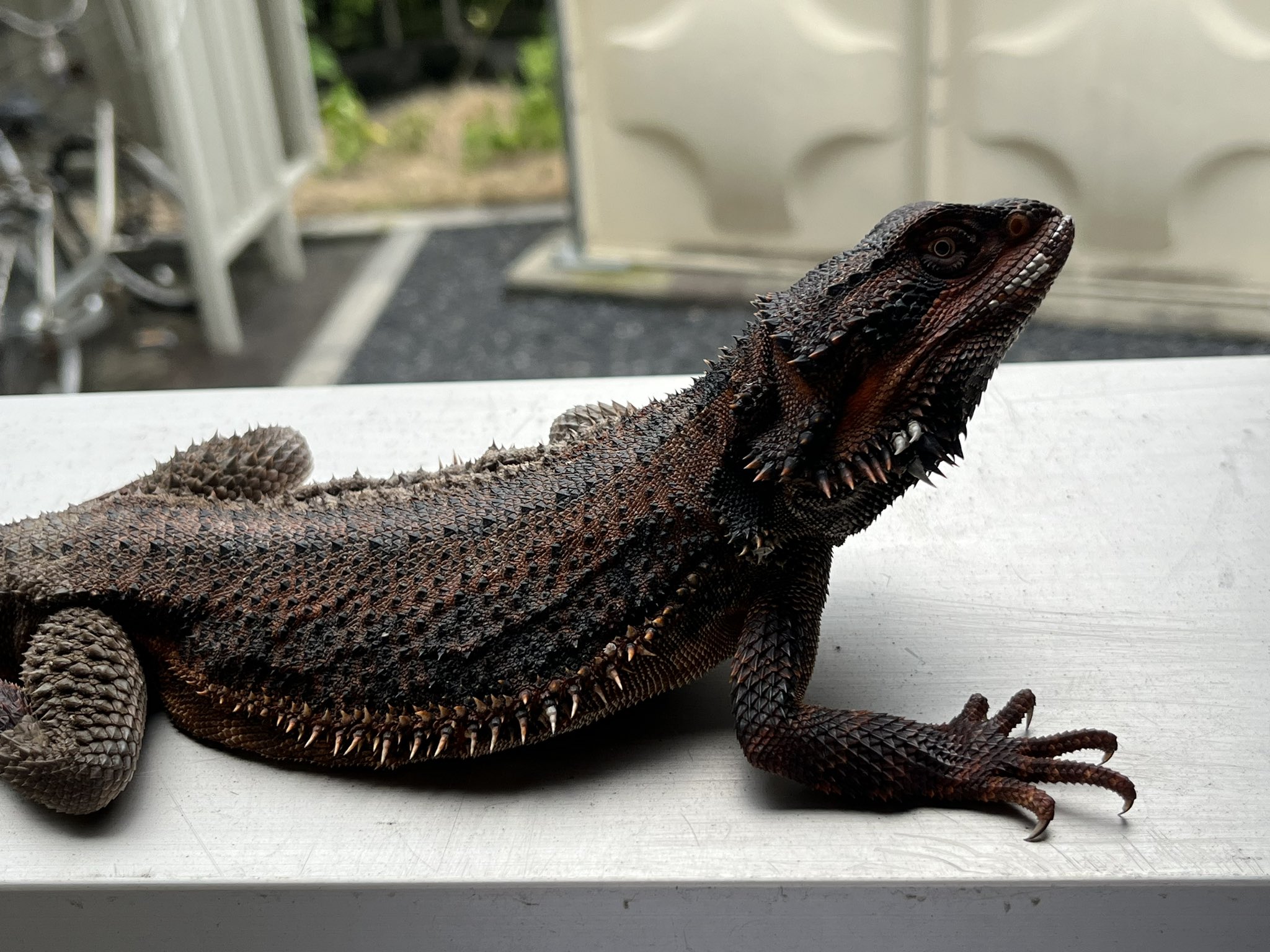 トカゲ　サニー KAZOO (@sgwLkwU5MLPoSBu) / X