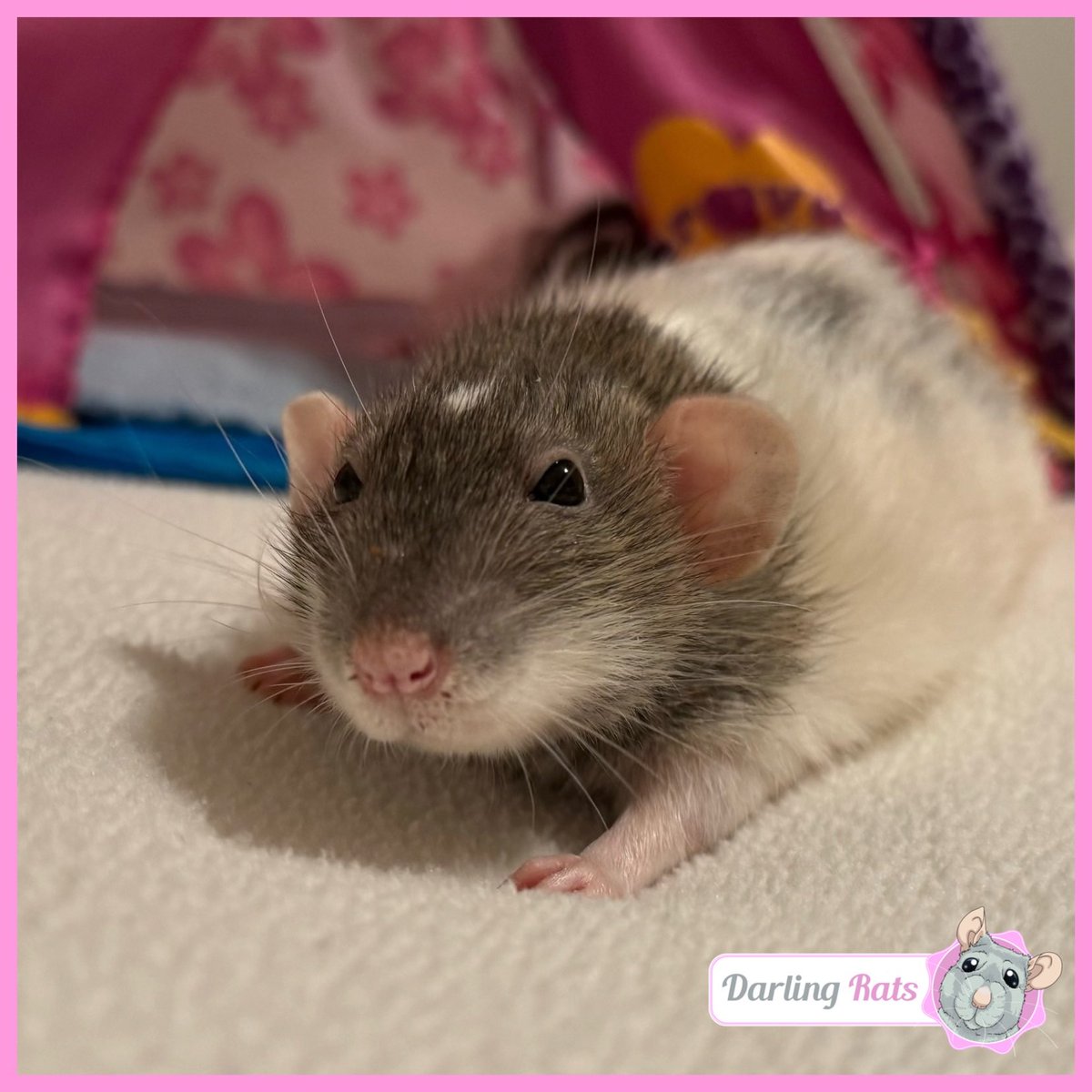 Darling Rats tweet media