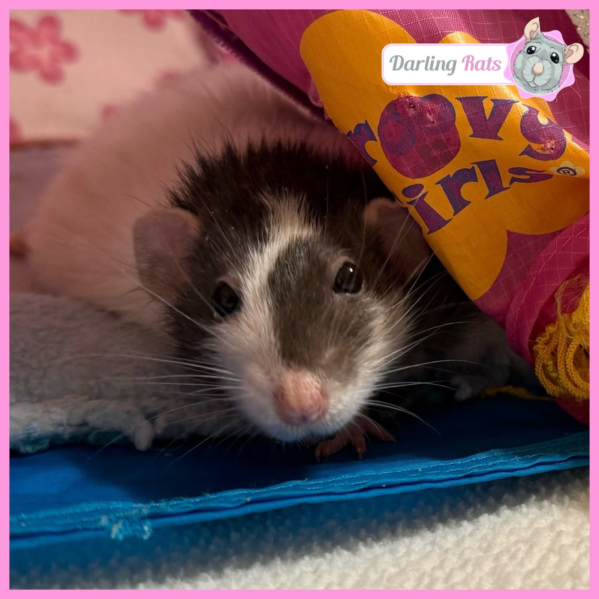 Darling Rats tweet media