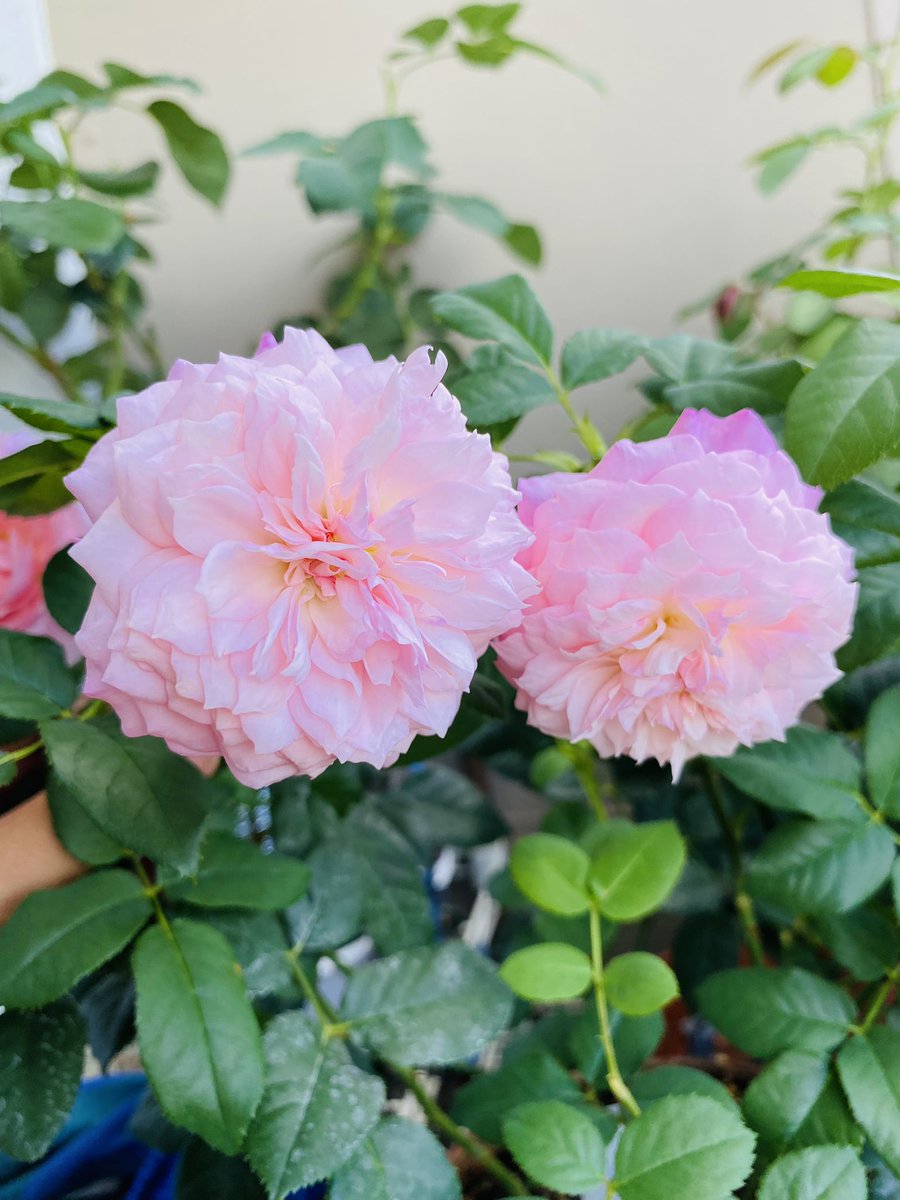 jzk5rf's tweet photo. 结婚是任何一个高傲的人，一个精神独立自主的人在精神上的死亡[旺柴] https://t.co/xLjoGxtBLb