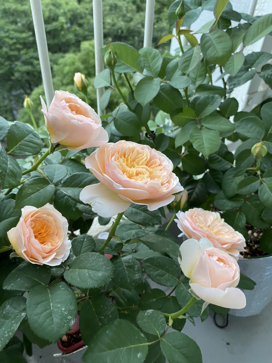 jzk5rf's tweet photo. 结婚是任何一个高傲的人，一个精神独立自主的人在精神上的死亡[旺柴] https://t.co/xLjoGxtBLb