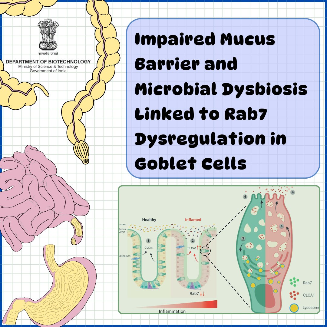 Department of Biotechnology (@dbtindia) on Twitter photo A study from <a href="/unescorcb/">RCB</a> shows that lower Rab7 in goblet cells is linked to disrupted mucus barrier and increased inflammation in ulcerative colitis, demonstrating its key role in CLCA1 regulation and mucosal health.
<a href="/DrJitendraSingh/">Dr Jitendra Singh</a> <a href="/rajesh_gokhale/">Rajesh Gokhale</a> A study from <a href="/unescorcb/">RCB</a> shows that lower Rab7 in goblet cells is linked to disrupted mucus barrier and increased inflammation in ulcerative colitis, demonstrating its key role in CLCA1 regulation and mucosal health.
<a href="/DrJitendraSingh/">Dr Jitendra Singh</a> <a href="/rajesh_gokhale/">Rajesh Gokhale</a>