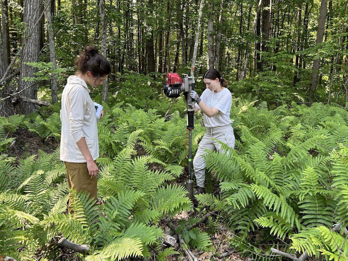 JosephTumber's tweet photo. Been fortunate this summer to work with amazing students from @dartmouth &amp; @cscc_edu at @HarvardForest's forest edge drought project to look at the impacts that harvesting and drought has on the forest, with a focus on roots, rhizosphere processes, and microbial carbon https://t.co/gzL5ahzZtm