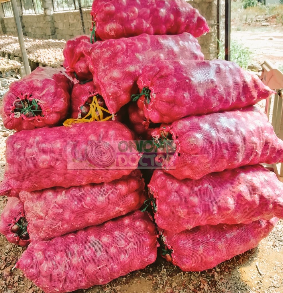 OnionDoctorKe's tweet photo. An onion cycle has 18 weeks;
6 in the nursery &amp;12 in the field.
After transplanting, major milestones include development of:-
 *Roots-Week 1-3
*Leafs-Week 4 -6
*Bulbs-Week 7-10
*Curing-Week 11-12
We walk the journey with our farmers from nursery till harvest.
🤙us on 0703982228 https://t.co/3xGqByz85p