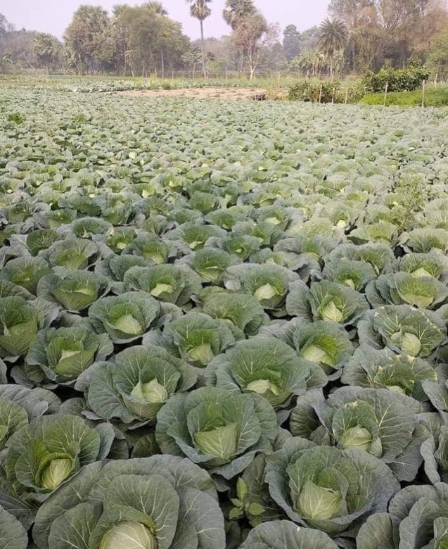 Modern Agriculture Updates tweet media