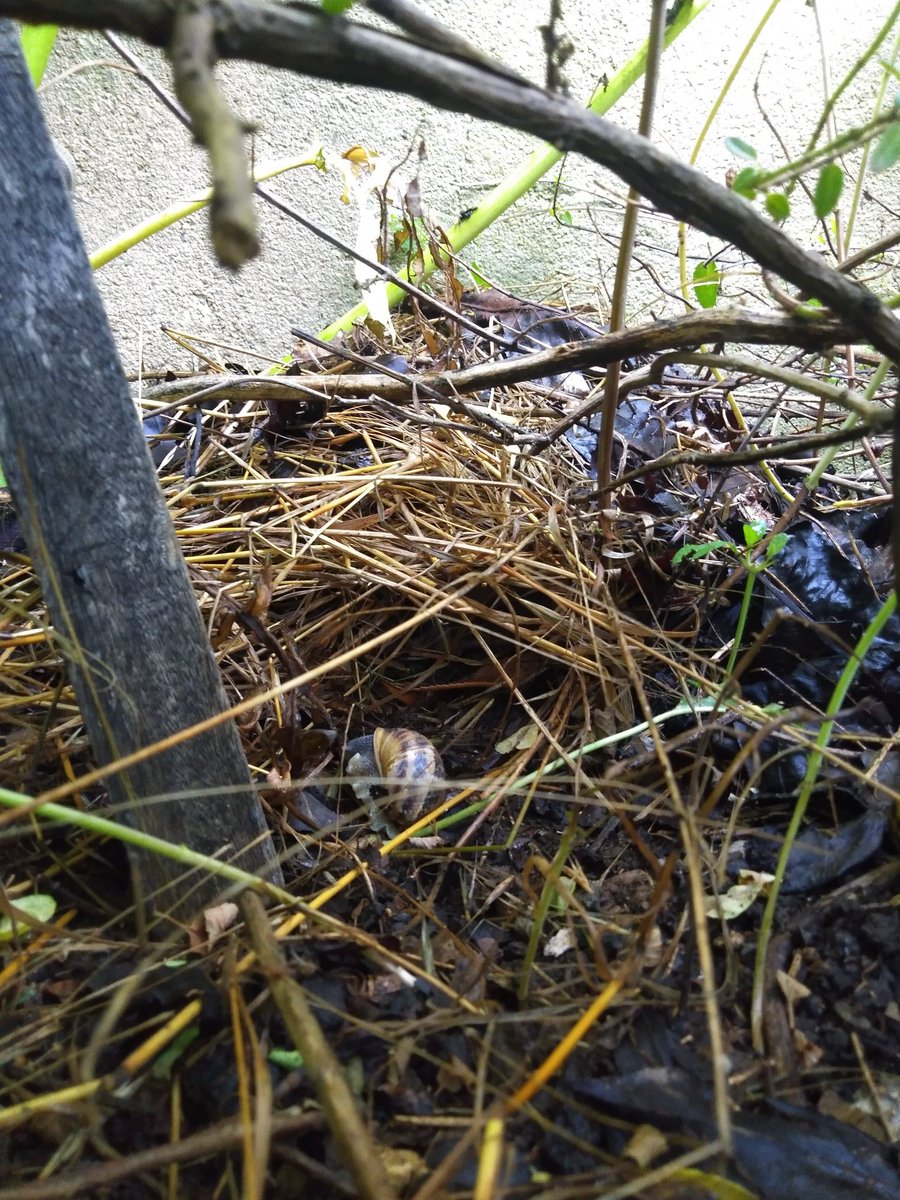 Marie Comet tweet media