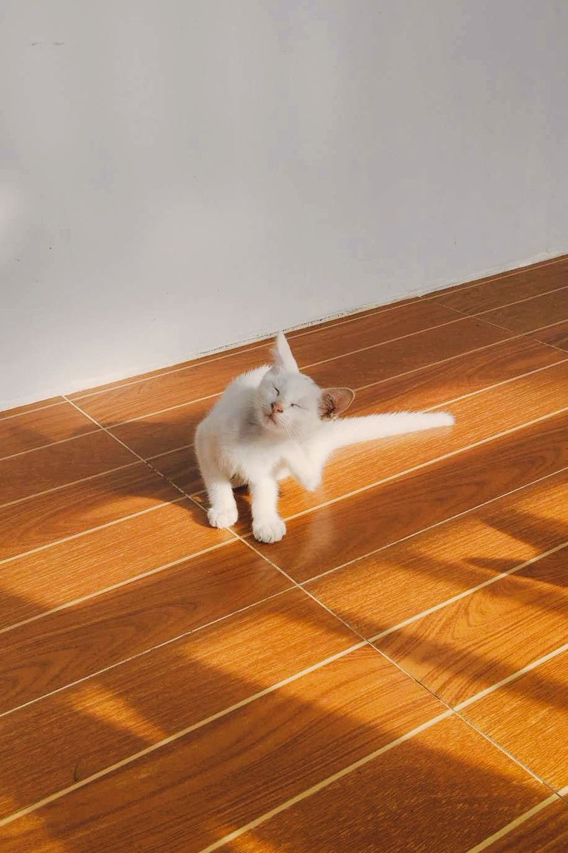 lfsq_'s tweet photo. uuwi na ko!!!! miss ko na mga pusa ko :(( https://t.co/QqwHdqeZn4