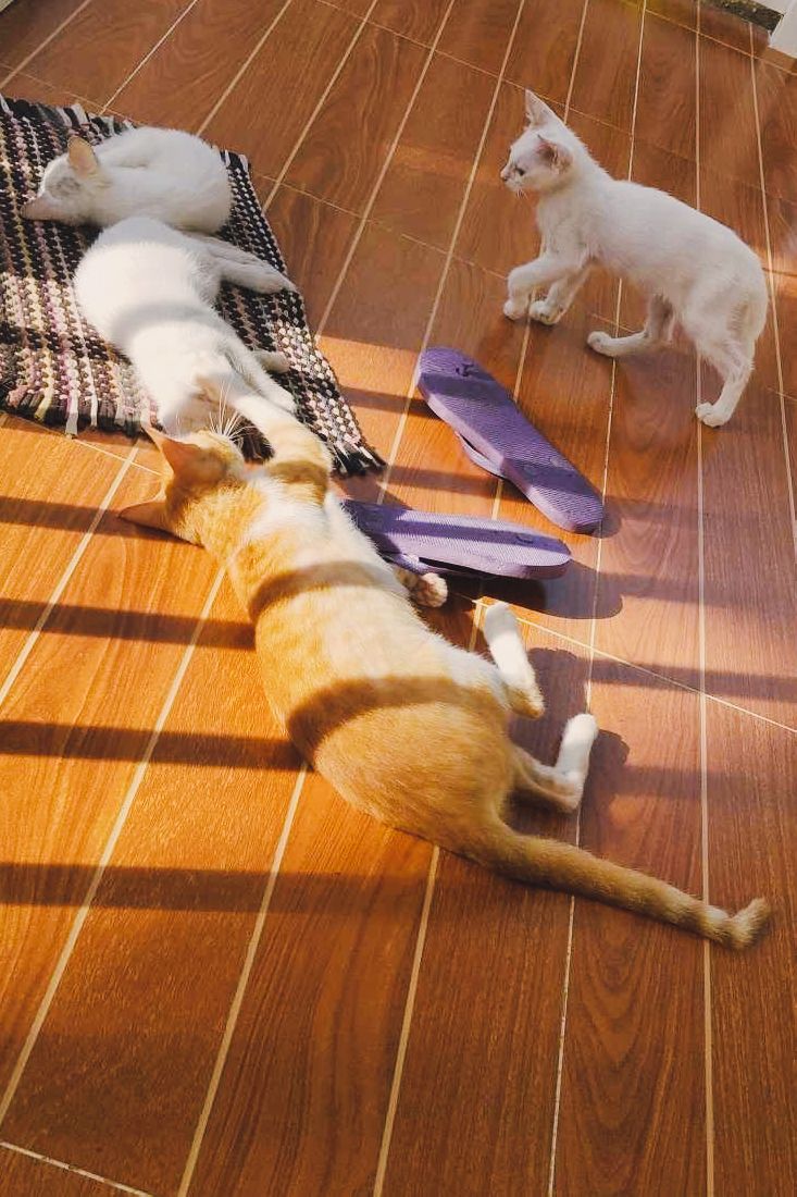 lfsq_'s tweet photo. uuwi na ko!!!! miss ko na mga pusa ko :(( https://t.co/QqwHdqeZn4