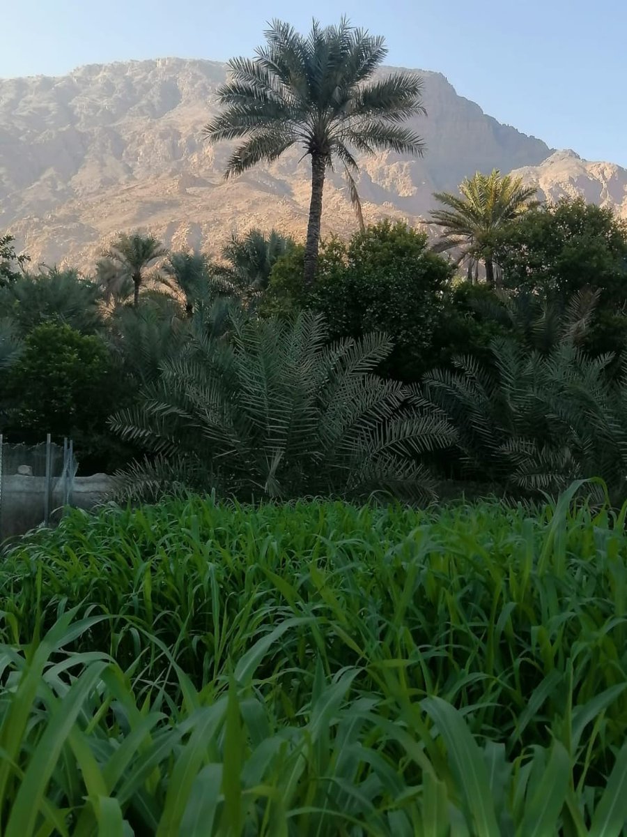 وتبقىٰ النخلة شامخة أصلها ثابت وفرعها في السَّماء.🍁