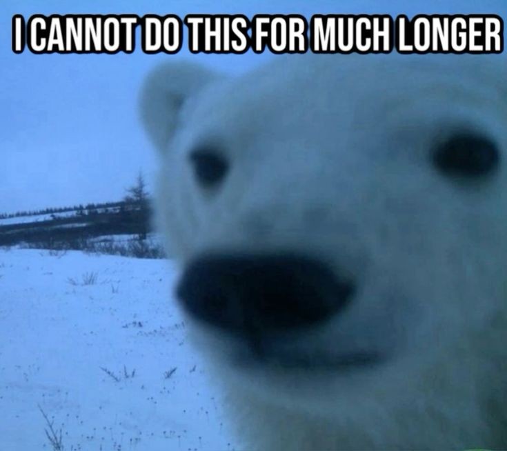 ShowYourCat's tweet image. 