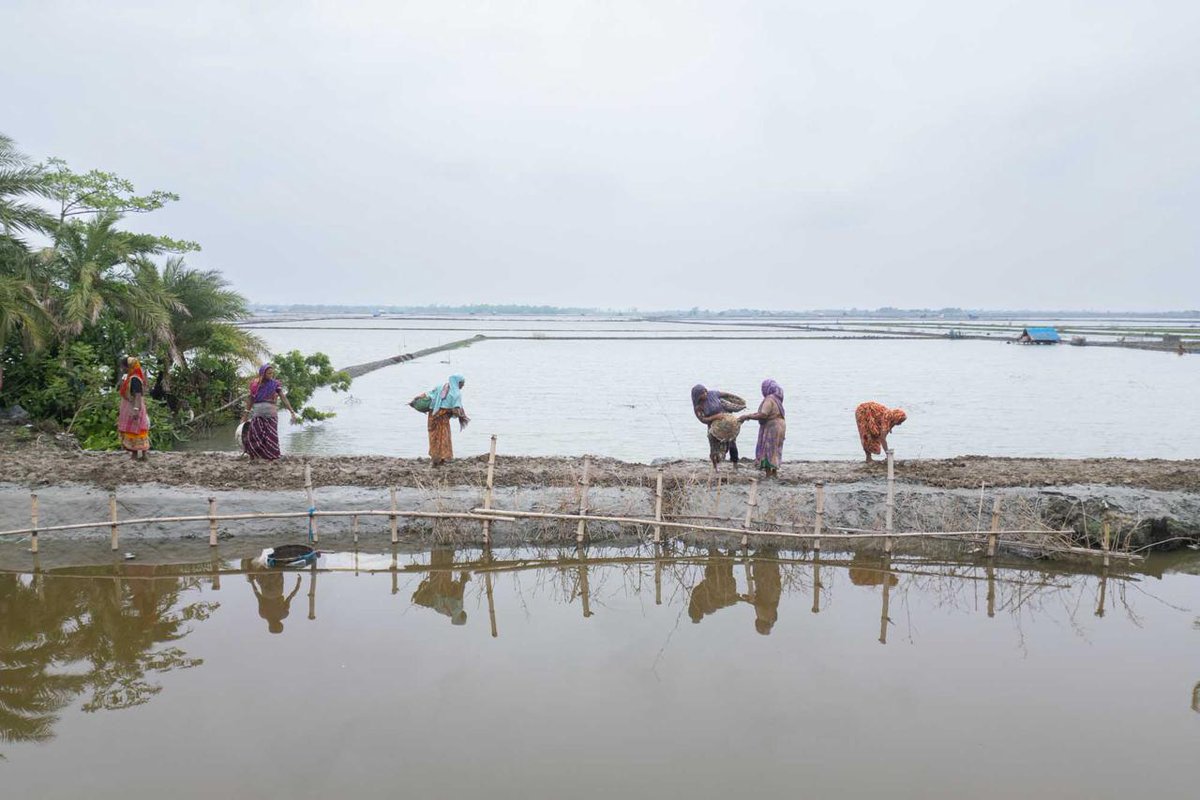 WFP_Bangladesh's tweet photo. WFP's Khulna office led a cash-for-work program, reaching 41,500 Cyclone Remal-affected families in Khulna. Families earned BDT 5000 (USD 43) for 10 days of work, repairing critical infrastructure.
We're committed to supporting these communities as they recover and rebuild. π https://t.co/WhqtjLeAs1