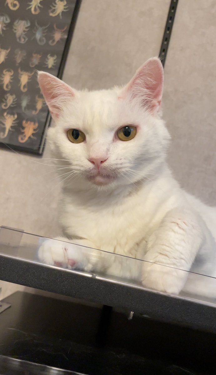 maculata_c's tweet photo. しょこたんごめん3枚目うちの猫にそっくり💦

いい写真なくて悔しいけど、見た瞬間似てる！！ってなった

お大事に… https://t.co/h8ErLRdnXw