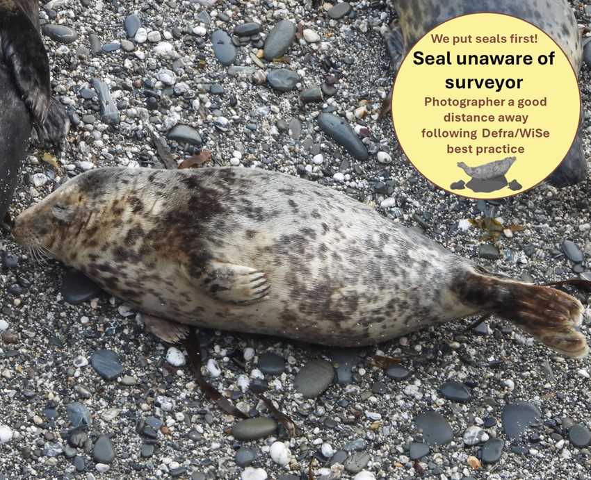 cornwallsealGRT's tweet photo. 🩵 What a gorgeous juvenile grey seal! This youngster is around 12 months old.
Learn how to age seals on our next FSC ‘Seal Field Skills to Inform Conservation’ Course! https://t.co/BjUxfKwkB3
#Seal #GreySeal #SRT #Seals #ConservationEducation #FSC #FieldStudiesCouncil https://t.co/ZDQSYXhHAZ