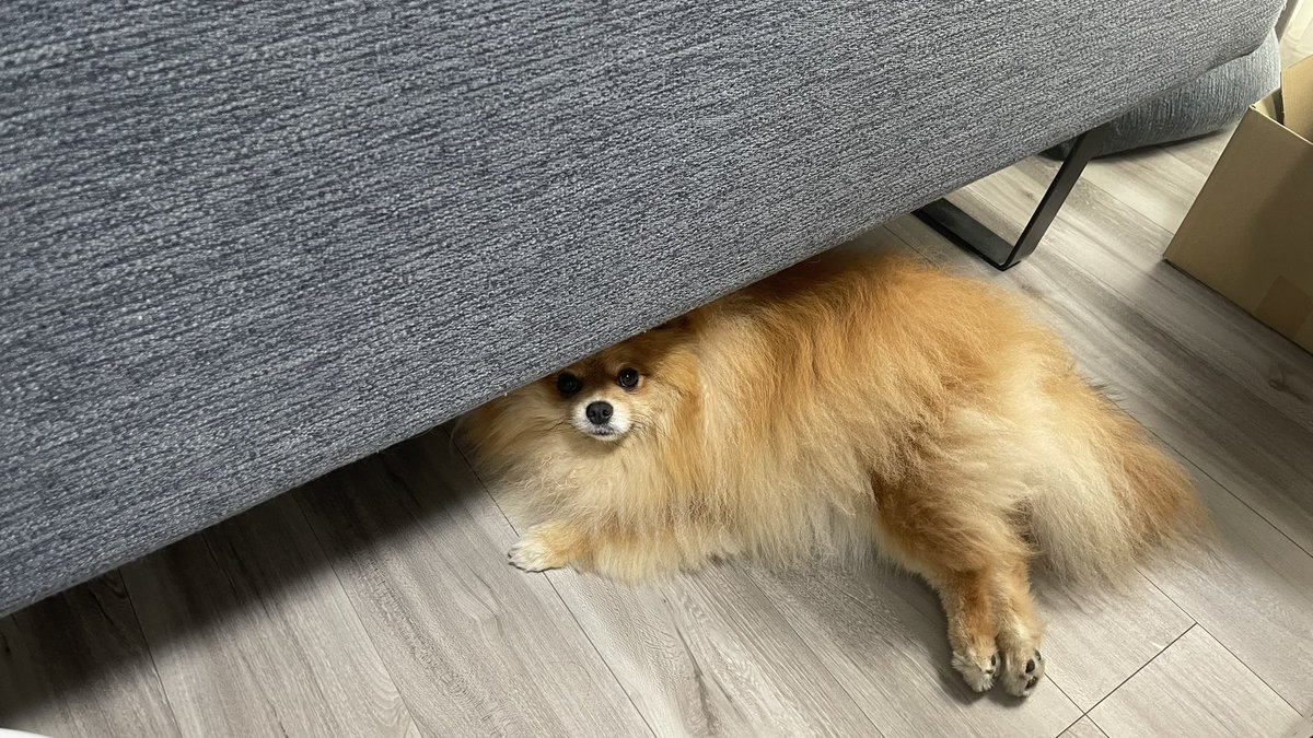 meimeidaisky's tweet photo. 最近はソファーの下がお気に入り
#pomeranian #ポメラニアン #ポメスタグラム #犬のいる暮らし #ポメラニアンが世��一可愛い #dog #博美狗 #松鼠狗 #ポメラニアン大好き #ポメラニアンのいる暮らし https://t.co/VokD5vOv4n