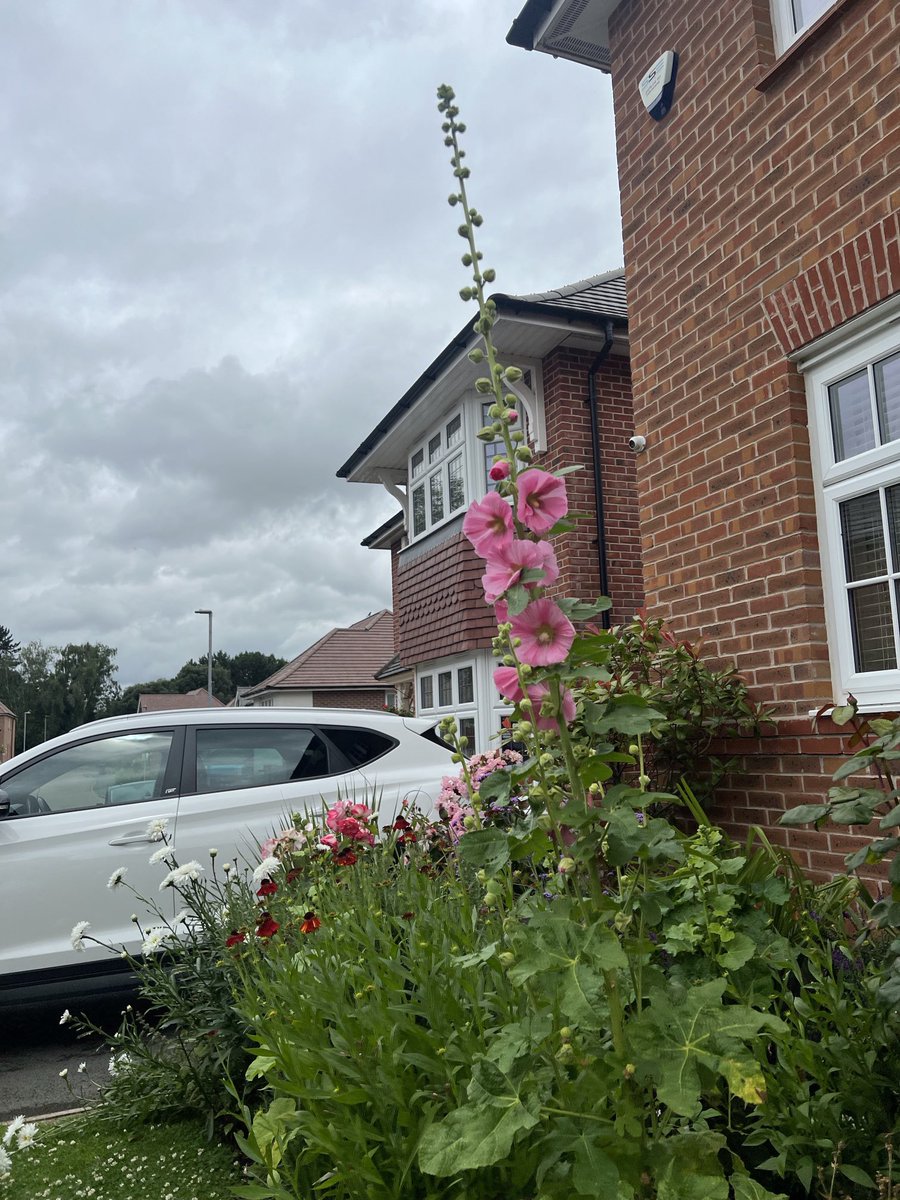 Trinkle96619465's tweet photo. #WednesdayWhopper   someone decided to put this in the front of the border..( not me) but I do like them - at the back of the border.😄 https://t.co/KJ3ybLv1kq