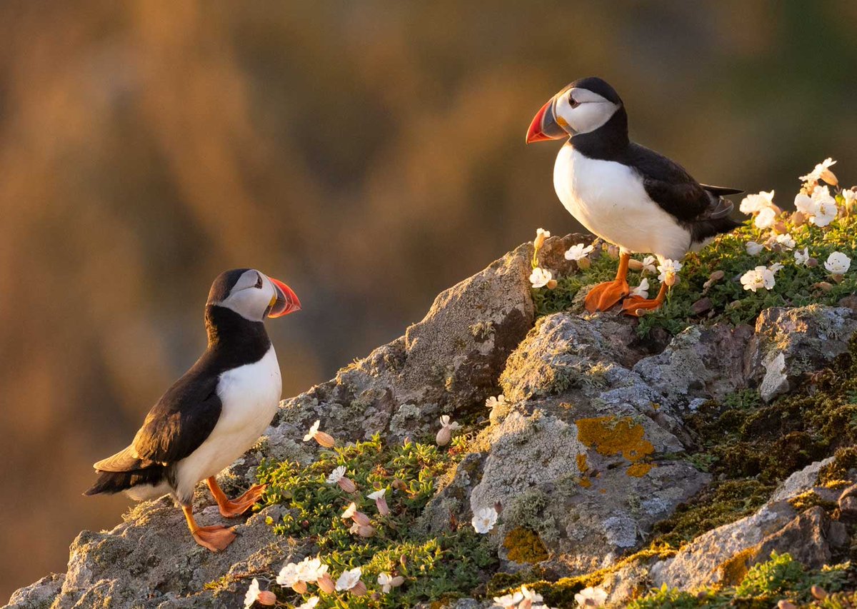 My favourite puffin image from 2024 taken on <a href="/skomer_island/">Skomer Island</a> #puffins #wildlifephotography