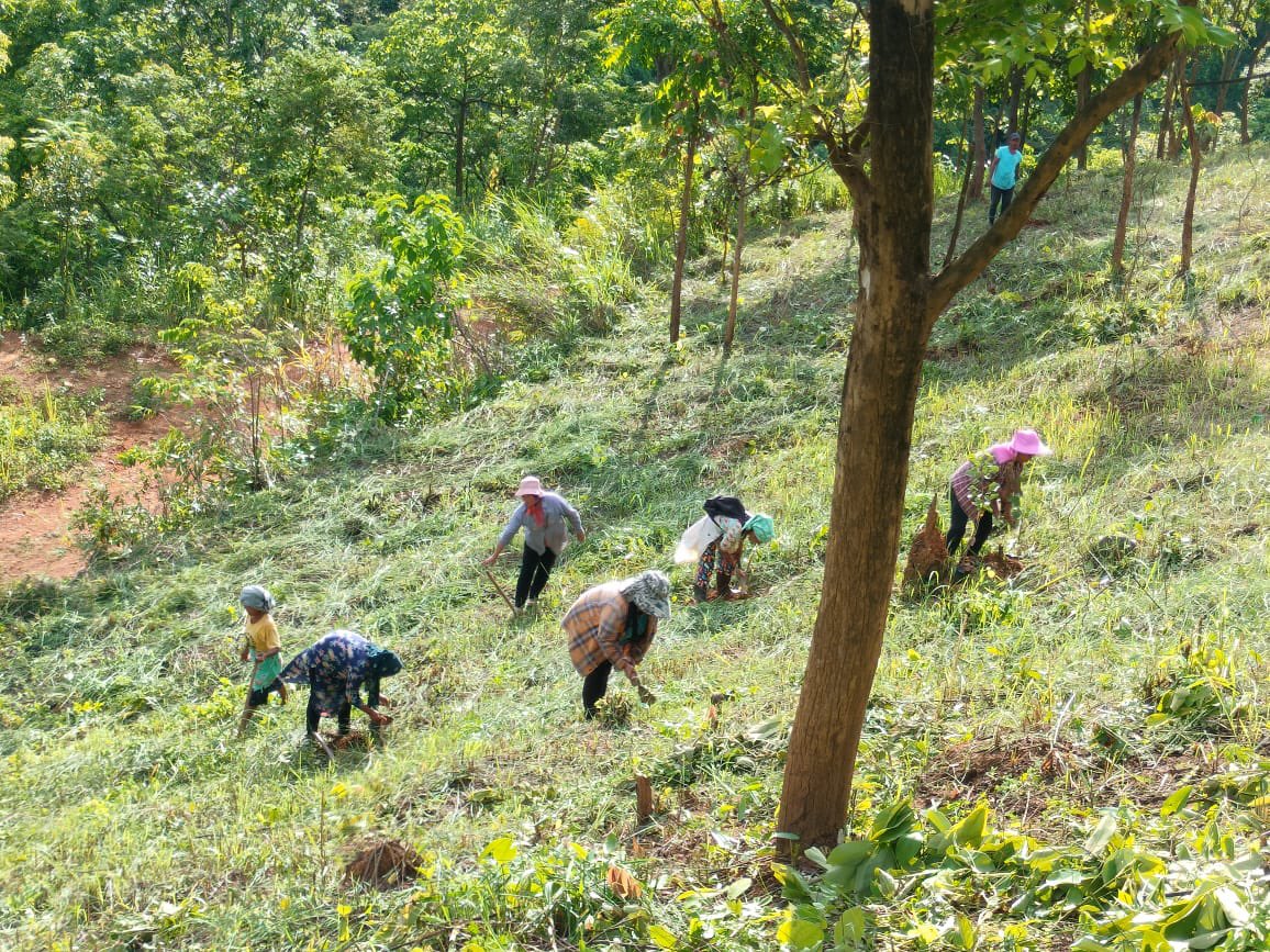 EANagaland's tweet photo. Under our #innovative and #evolving flagship program, “#TreesforWealth,” tEA team along with #farmers from #Heningkunglwa and #Punglwa have been planting thousands of #red #sandalwood #trees at #EA Micro #Farmland. https://t.co/nGJMfnaZNk