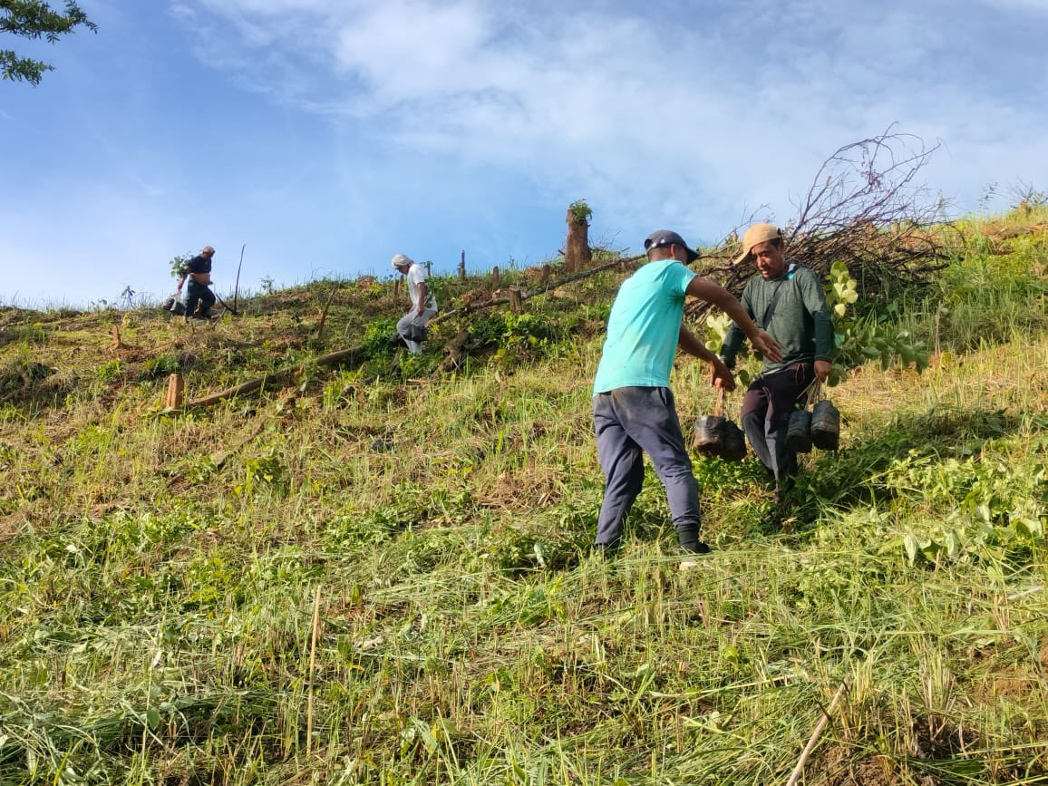 EANagaland's tweet photo. Under our #innovative and #evolving flagship program, “#TreesforWealth,” tEA team along with #farmers from #Heningkunglwa and #Punglwa have been planting thousands of #red #sandalwood #trees at #EA Micro #Farmland. https://t.co/nGJMfnaZNk