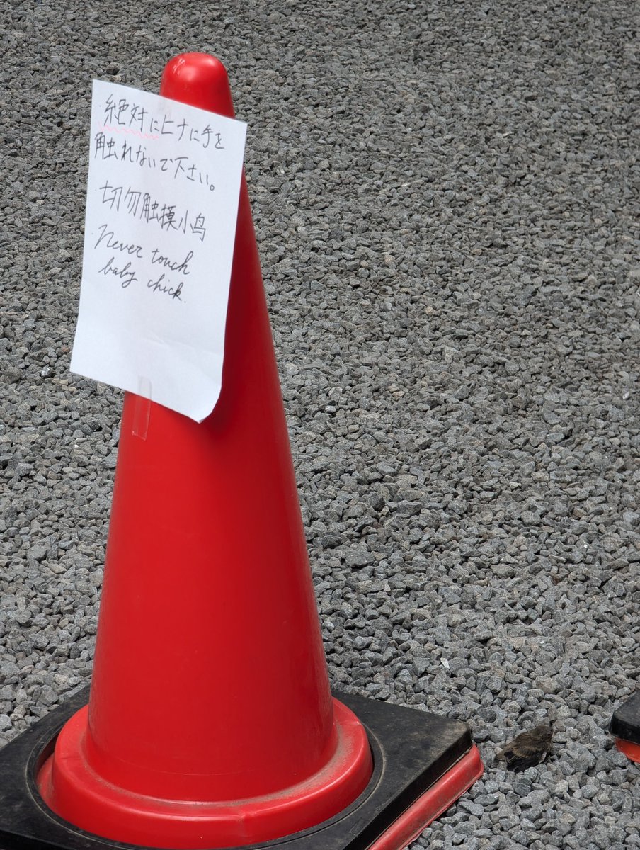 JFodragon's tweet photo. A small bird fell from a tree at Kitaguchi Hongu Fuji Sengen Shrine
(北口本宮冨士浅間��社), so the shrine people put up traffic cones so it would not be disturbed. https://t.co/j0yWJJ3zI7
