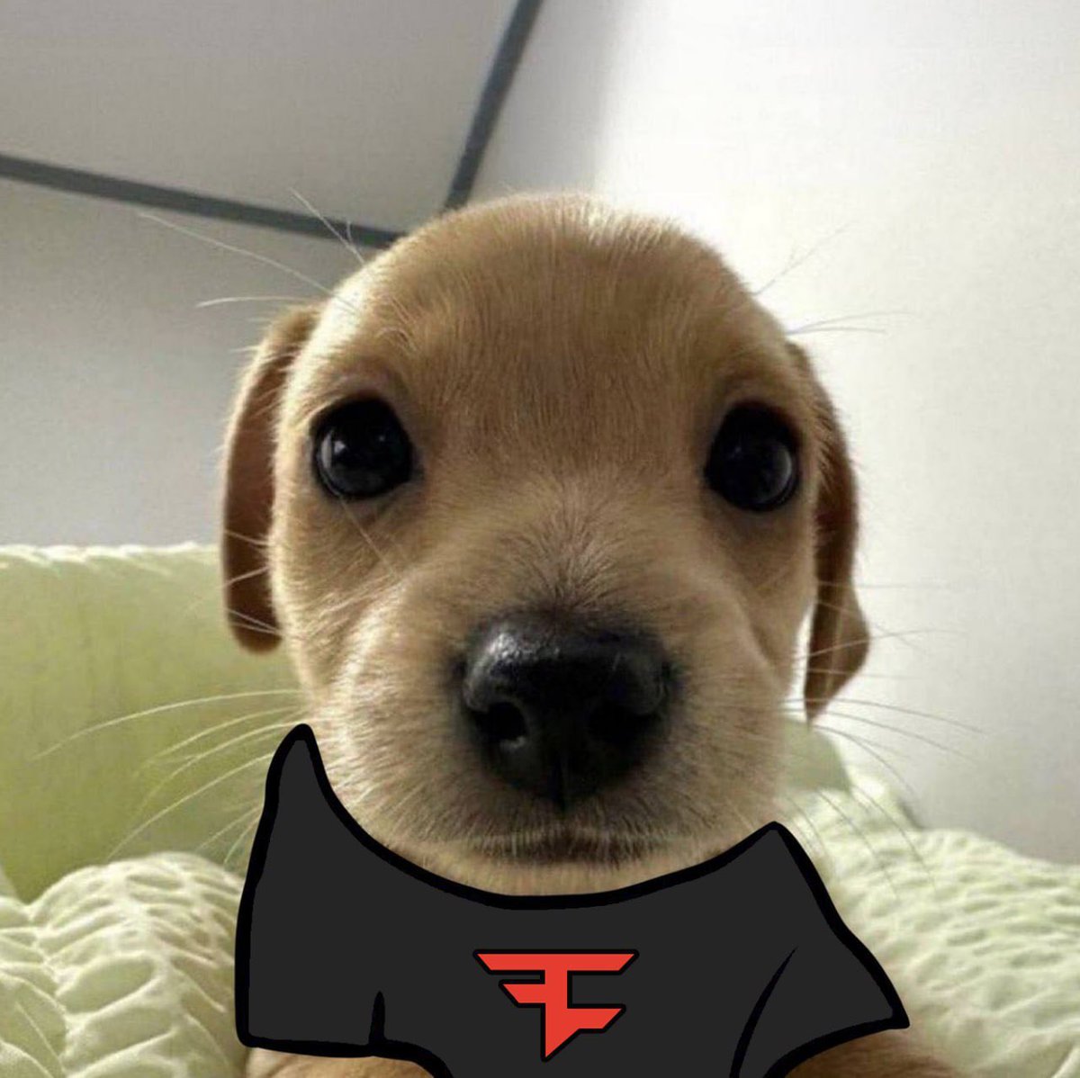 CryptoAldush's tweet photo. @Banks Faze and Billy UP https://t.co/MOiHYAxE18