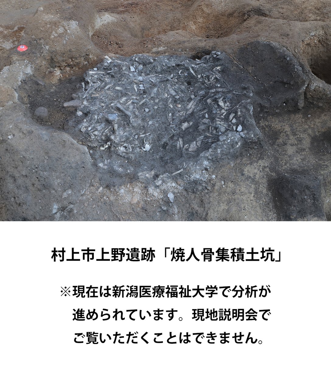 niigata_maibun's tweet photo. 7.20(土)に村上市上野遺跡の現地説明会を実施します。
どなたでもお待ちしています！
https://t.co/t4YxrOJagn

「凸」字状に柱穴が配列された、きわめて珍しい形状の掘立柱建物が集落の中央で見つかりました。そして建物の長軸の延長上には「焼人骨集積土坑」が。
この建物の用途はいったい…？？🧐🧐 https://t.co/GSnIxfrM5I