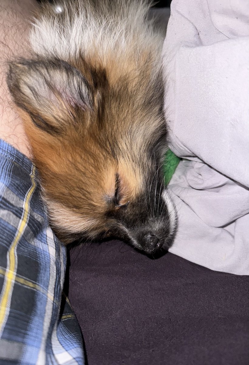 Dragonite @ ECCC tweet media