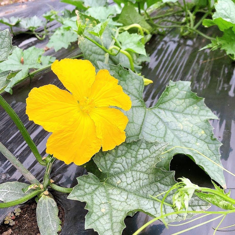 neonatural's tweet photo. ヘチマのお花が咲き始めました〜！

グリーンの絨毯の中に、黄色い可憐なお花🌼

5月に種まきをしてから、約2か月
ぐんぐん成長するヘチマに、わたしも誇らしく思います😊

＃母袋有機農場
＃自社農場
＃郡上市
＃岐阜県
＃HOLYFUNGUS

投稿者：農場スタッフ＜小島＞ https://t.co/5hItCNvs5m