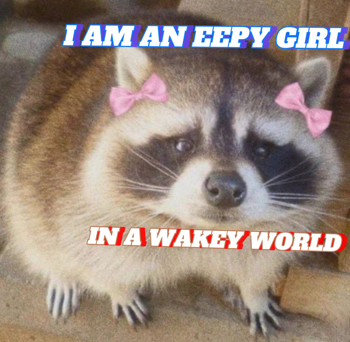 raccoonesthetic's tweet image. 