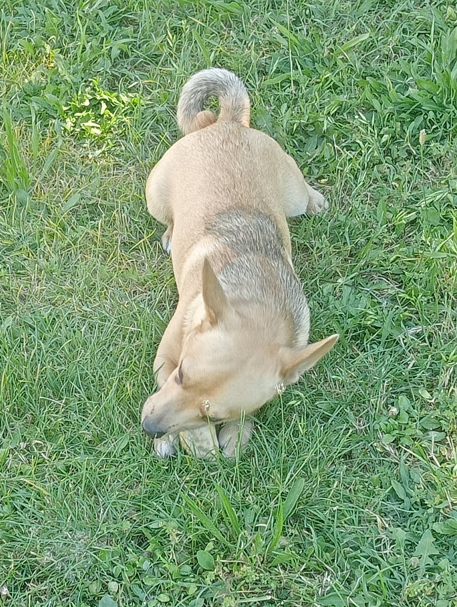 Il Mio 💗 Edo 🐶 ha già caldo 💗💪 lo lasciò riposare e vado al lavoro 🐶💗💘❣️