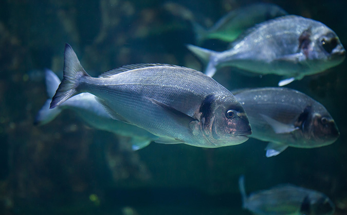 mispeces's tweet image. Estudio relaciona densidad de cultivo y disponibilidad de oxígeno con la diversidad de la #microbiota de la #dorada de #acuicultura tinyurl.com/mtbucpxj