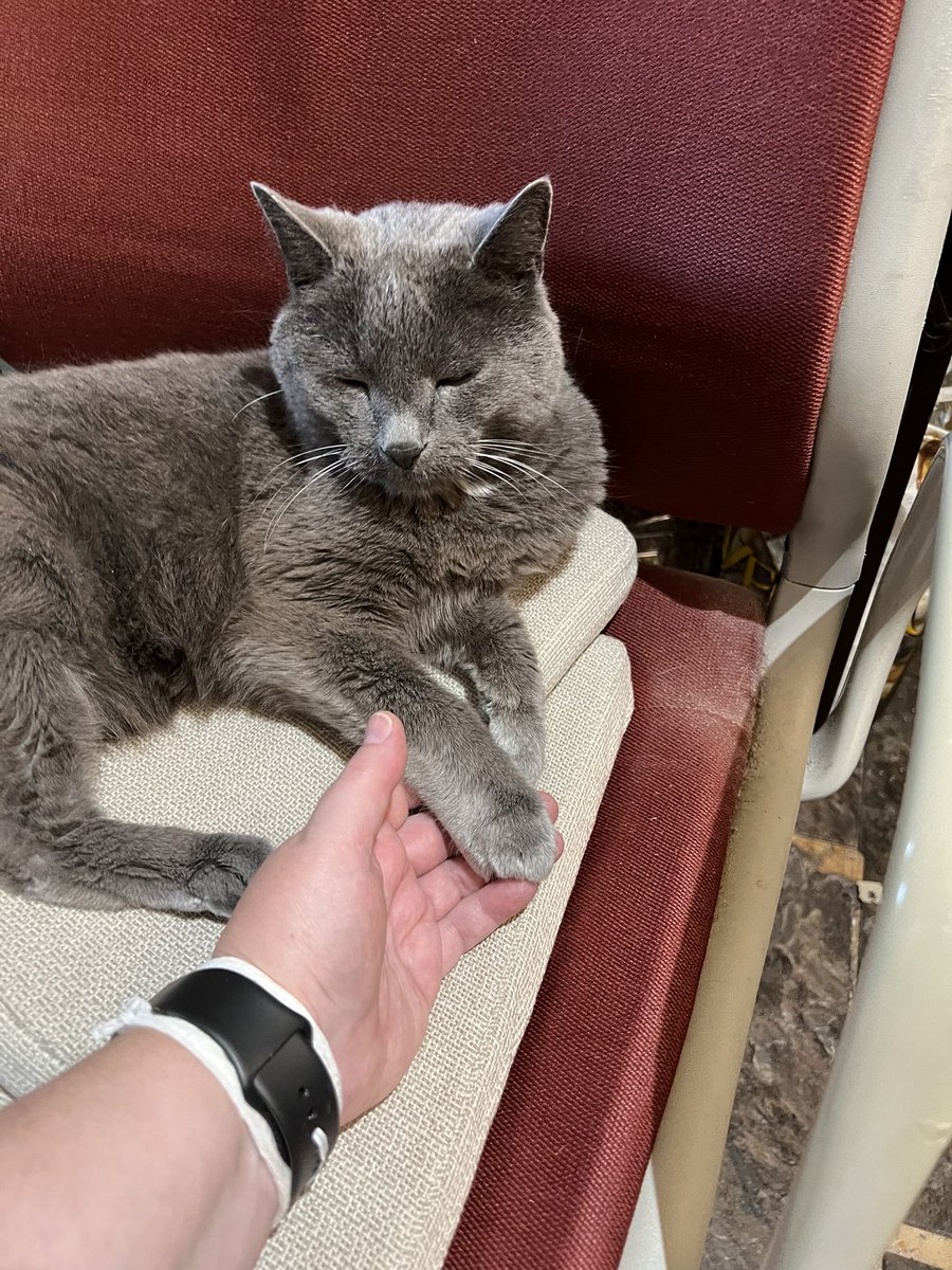 KoreenGK's tweet photo. @CrystalB7910 You look a lot like my kitty, Szander deKat (aka Smokey Lysander) 🩶🐈‍⬛🥰 https://t.co/L76N1Js4fF