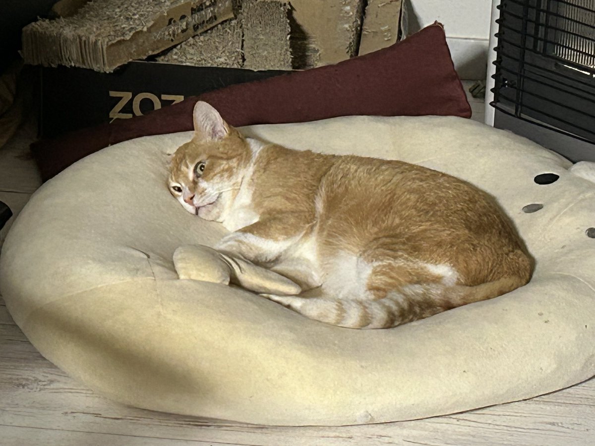 ねこ まだまだ生きる