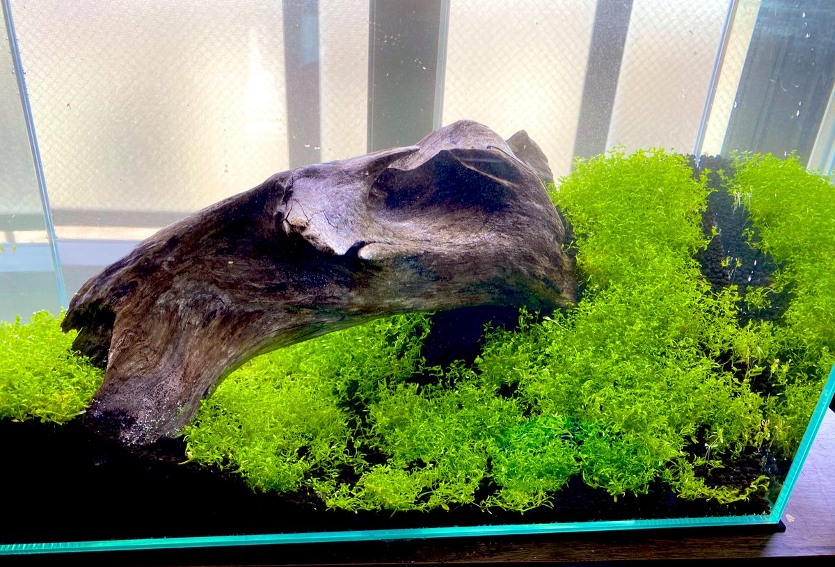 sen9t's tweet photo. ミスト式水槽注水完了！
拾ってきた流木とメイン水槽のトリミングで出た水草で作成😘

流木が��みたいでお気に入りです😘
#水槽　#アクアリウム https://t.co/rscxPeqY9H