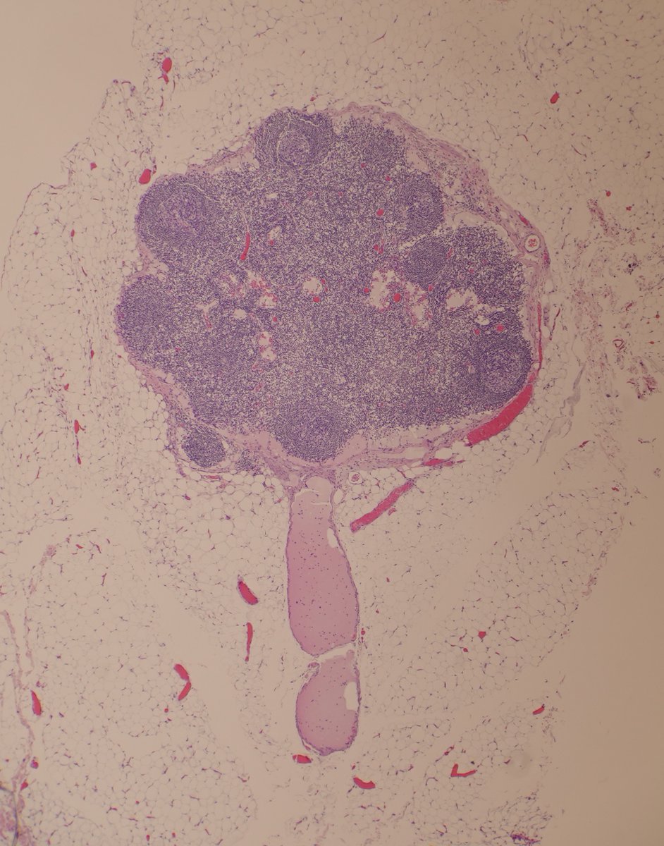Robert Futoran tweet media