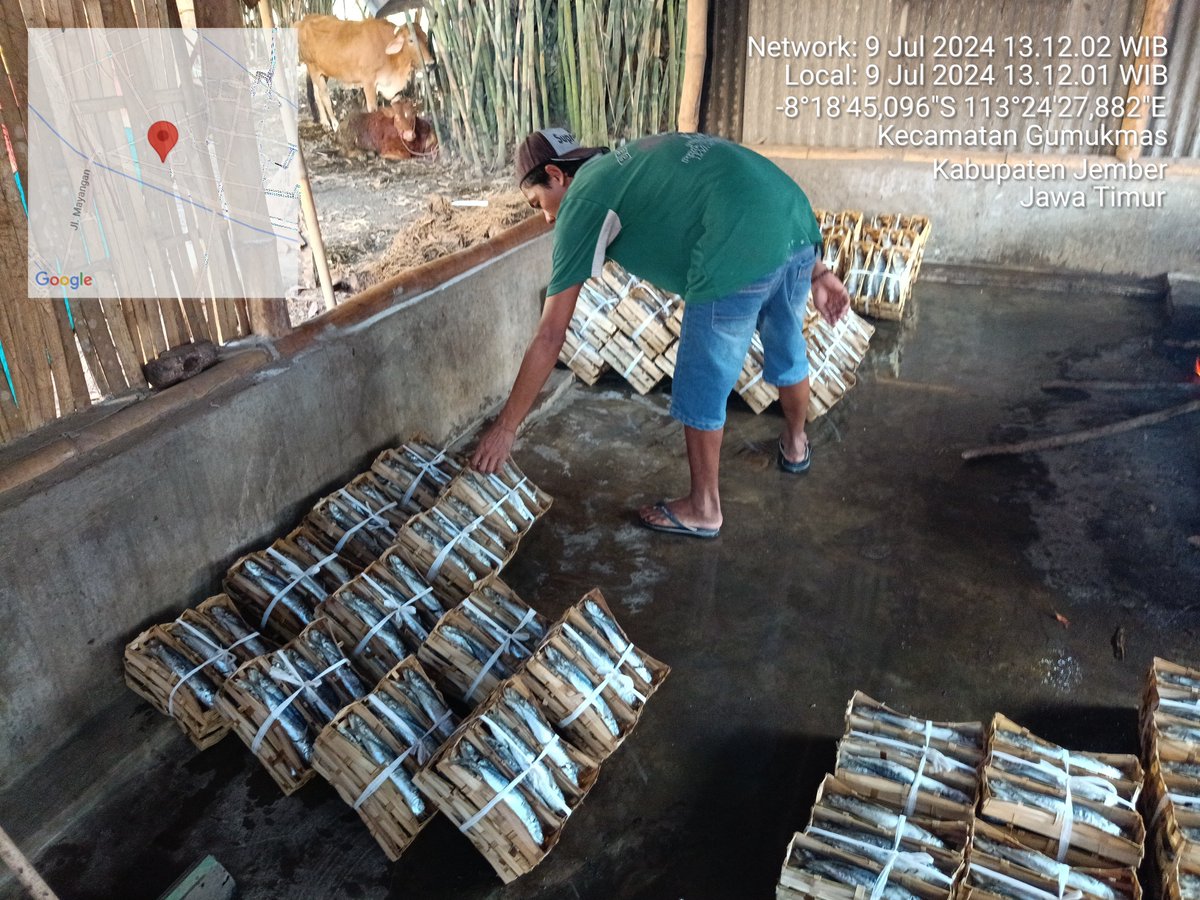 rio_karunia's tweet photo. Selasa 09-07-2024, Rio K, Luhkan Kab. Jember, Pemindangan Ikan Poklahsar Dunia Usaha (Pk Salem)  Desa Gumukmas,  Jumlah Produksi Ikan Tongkol Aluran 30 Ikat, Ikan Layang 140 Ikat #GiatLuhkanSatminkalBPPPBanyuwangi #Jember #Produksi https://t.co/mPgfpMECKQ