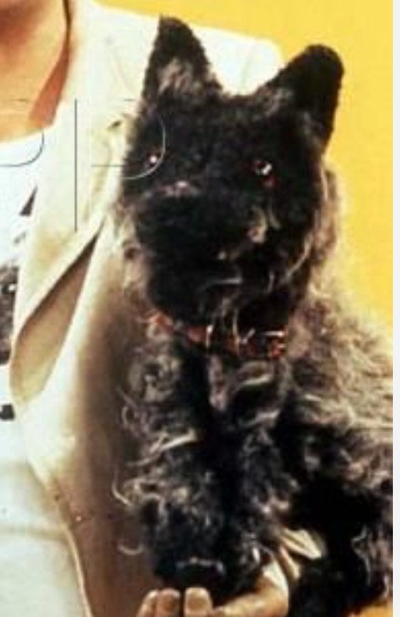 paulwaters7's tweet image. The original #HawkTuah2024 #IYKYK #SpitTheDog