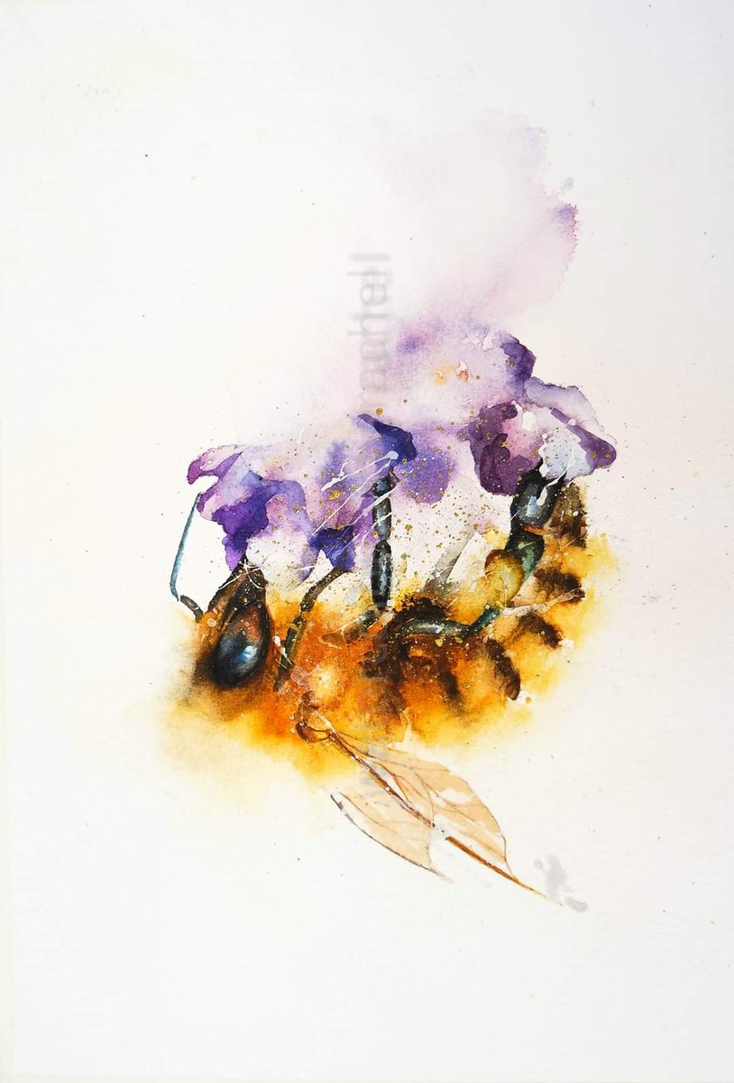 Honey Bee

Happy Wednesday xx

#watercolour #watercolourpainting #honeybee #savethebees #wildlifeartist #pollinators #flowers #wildlife #flowers #Garden #Devon #Painting #Paint #Artist #Art #bees #Britishwildlife