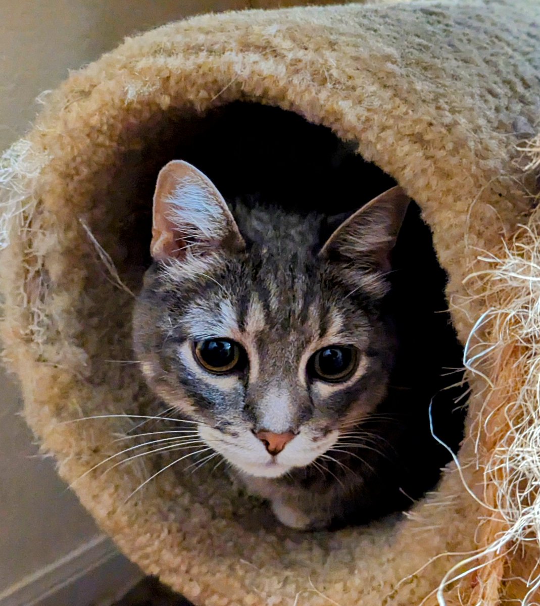 LadyMissCarly's tweet photo. My sweet Budrick in his "Kitty Cannon" #CatsOfAustin #CatsOfTexas #TabbyCats #CatsofTwittter #CatsOfX #BoyKitties https://t.co/17g4OwfYe4