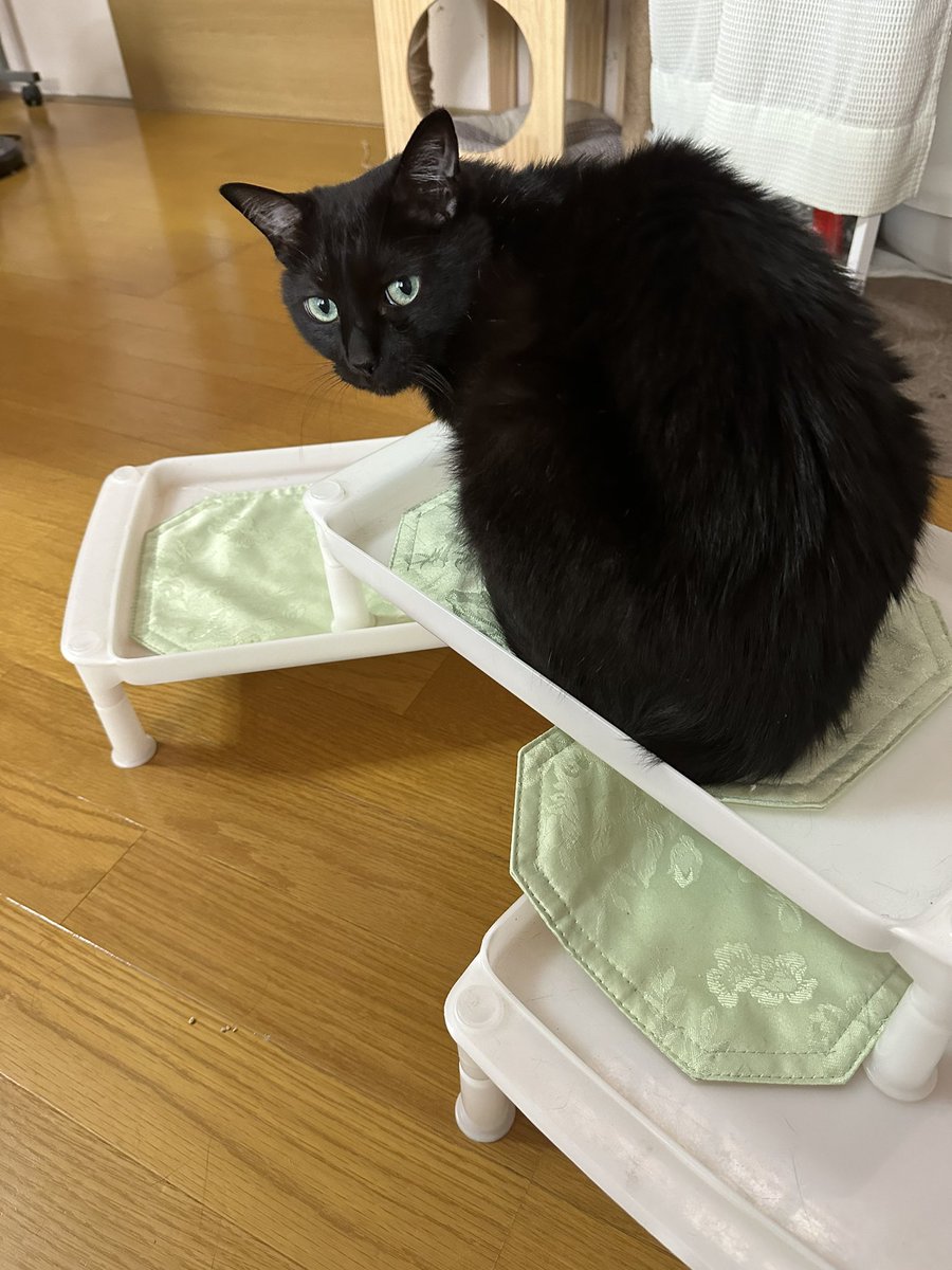 いつものおやつ待ちスタイル🐈‍⬛

#くろねこ　#ねこ　#おやつの時間