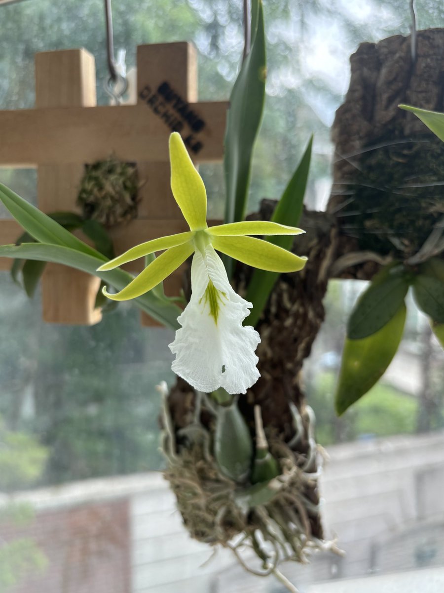 사카 트친소중! (@saka_plant) on Twitter photo 