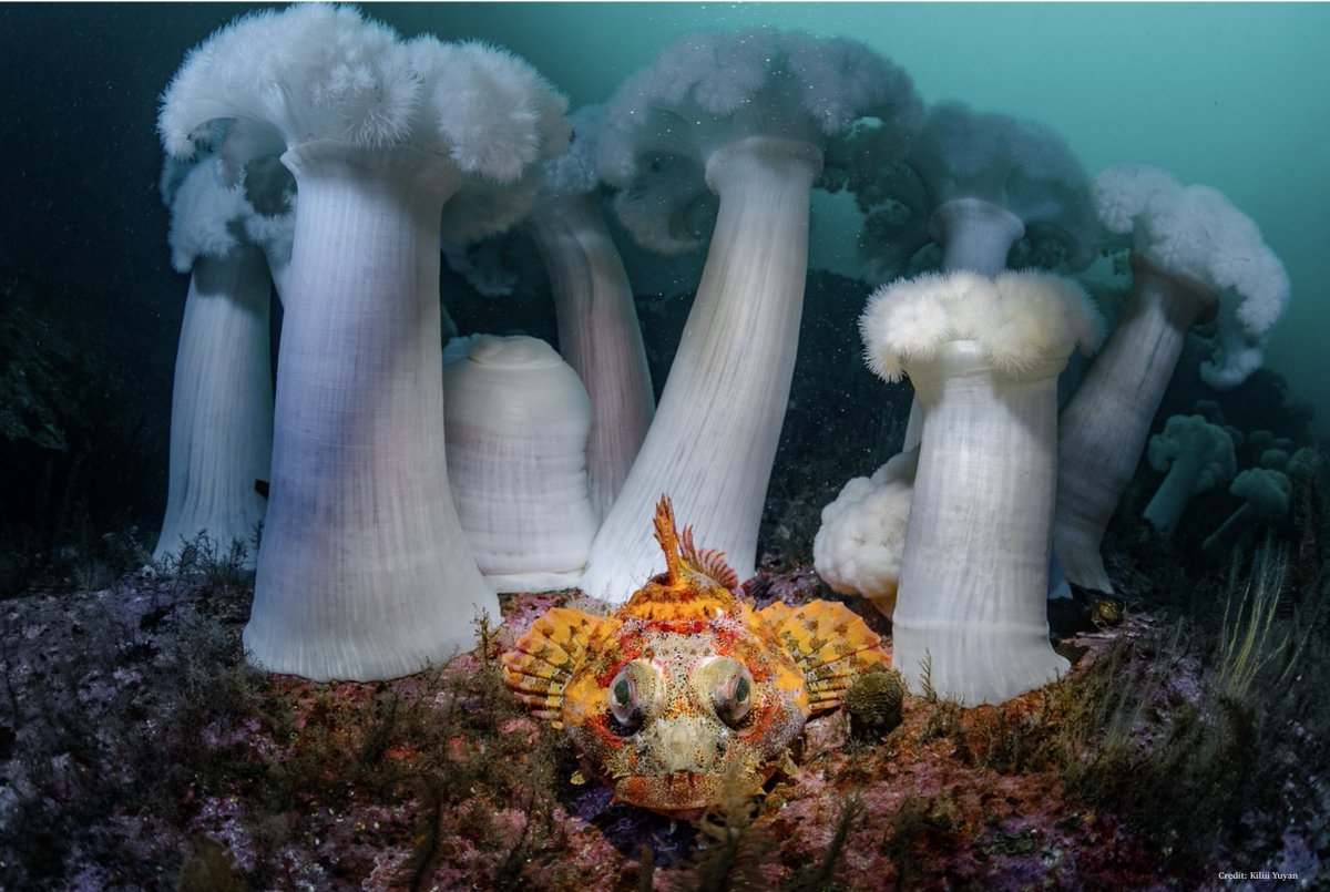 #Ocean 

Imagine if we found this magical scene on another planet. 
People would lose their minds over it.

But here, we mine, trawl, poison, drop anchors, &amp; stomp on fragile ecosystems, &amp; climate change will finish the job.