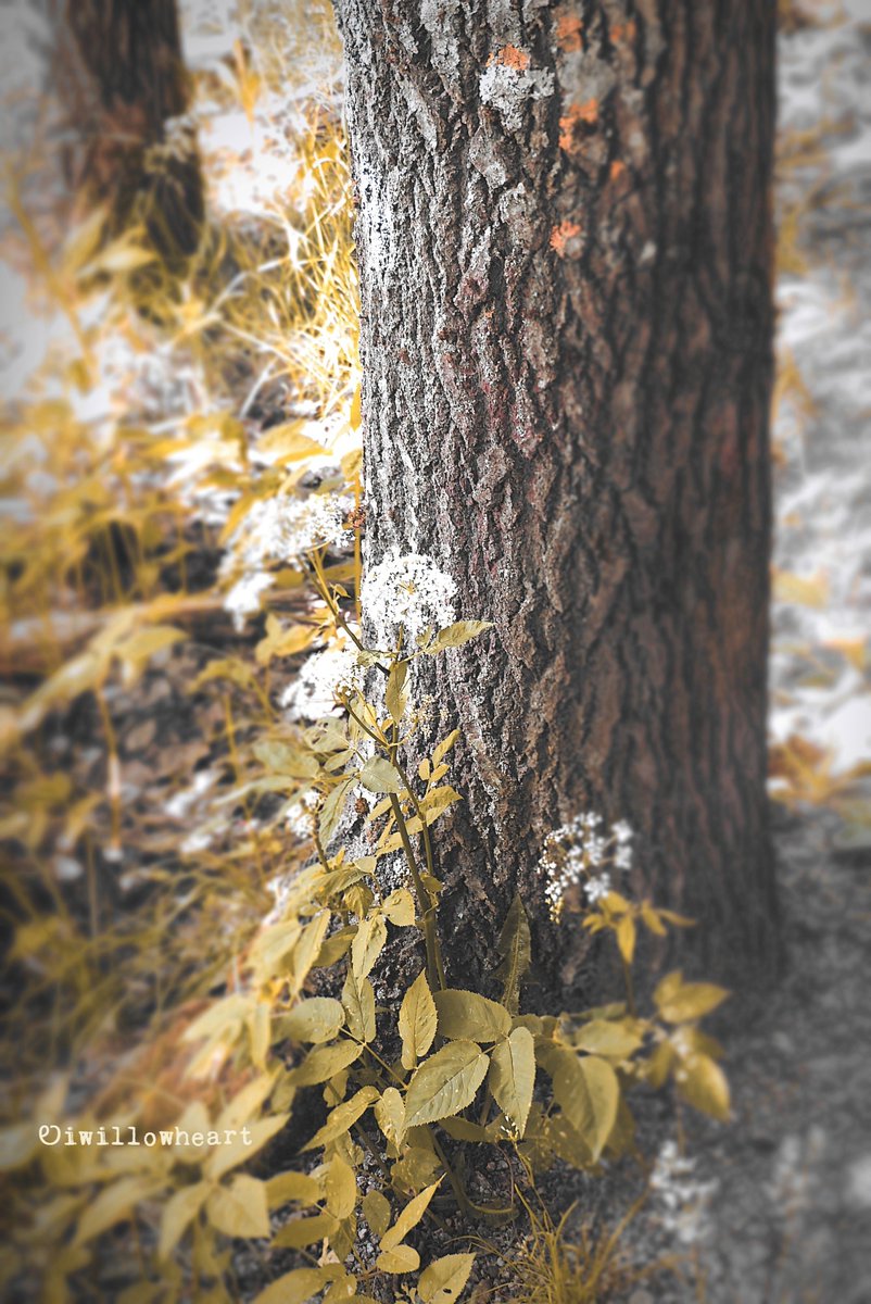 Companion  

Hope you have a wonderful day!  🌼

#naturephotography 
#trees #plants