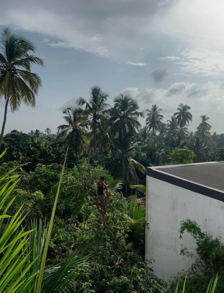 iamaniku's tweet image. #TheSkillCode
@mattbeane 

A bit humorous take on the expertise required to cut a tree, GPT 4.o version; 

Applying the three Cs (Challenge, Complexity, and Connection) to the person cutting the tree involves analyzing the situation in terms of these elements:

1. Challenge:
   -