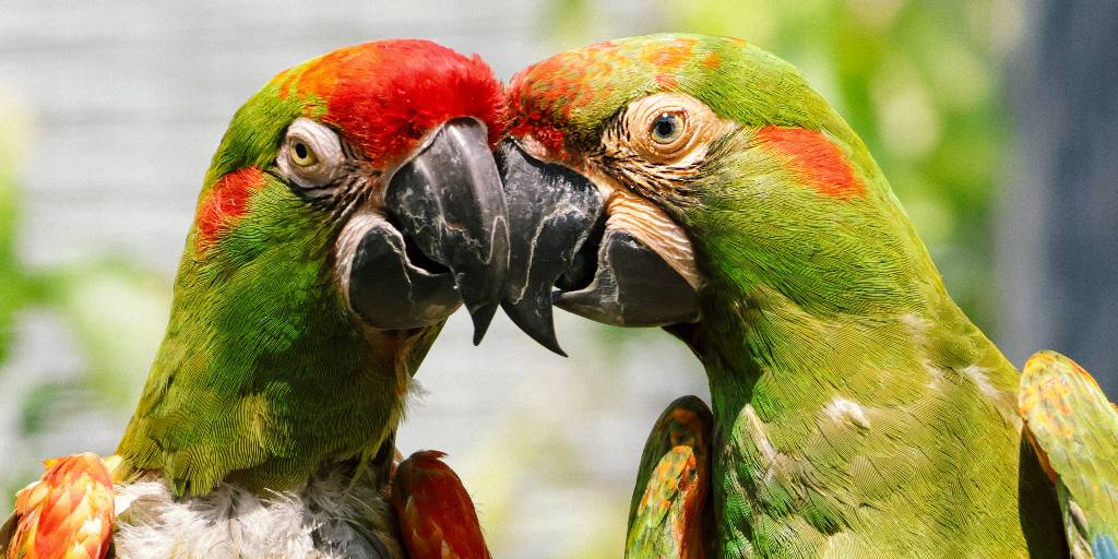 LOVE BIRDS 🦜💘

Meet Twycross Zoo's newest couple... a pair of critically endangered red-fronted macaws!

Learn more about how we're working to save this species 👉 twycrosszoo.org/latest-news/lo…