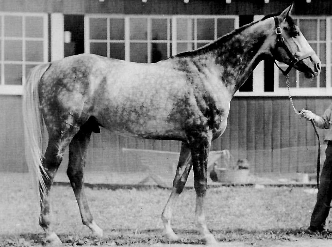 HORSERACING1002's tweet image. COCHISE🇺🇸1946
(BOSWELL -NEW PIN BY ROYAL MINSTREL)
#Cochise
B/O Brandywine Stables 1946.
T/ Virgil W. "Buddy" Raines.
56-18-10-4---$257,985
Thomas K. Lynch Memorial H, Massachusetts H,  Saratoga Cup,  Sussex H (2), Grey Lag H, Arlington H, Brandywine H.
2nd Leonard Richards S,