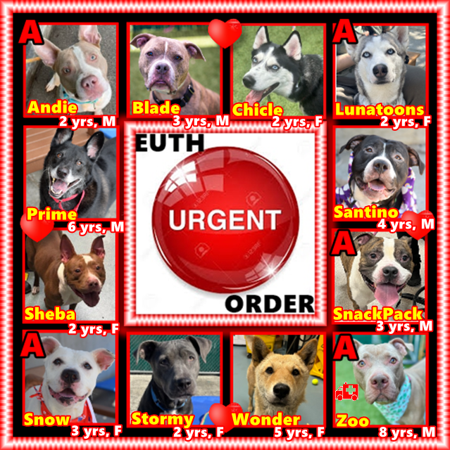 Kathleen Pfeiffer (@pfeifferpack) on Twitter photo NYCACC plans a SLAUGHTER. 12 dogs EUTH ORDERED w/ only hrs to live. NO ONE IS STEPPING UP. Foster/adopt <a href="/notthesameone2/">Not the Same</a> can pledge there too or <a href="/TAP4ACCDOGS/">Team Animal Voice #NYCACC Dogs #TAP4ACCDOGS</a> RT everywhere or they will all be in trash bags by end of tomorrow for NO reason. NYCACC plans a SLAUGHTER. 12 dogs EUTH ORDERED w/ only hrs to live. NO ONE IS STEPPING UP. Foster/adopt <a href="/notthesameone2/">Not the Same</a> can pledge there too or <a href="/TAP4ACCDOGS/">Team Animal Voice #NYCACC Dogs #TAP4ACCDOGS</a> RT everywhere or they will all be in trash bags by end of tomorrow for NO reason.