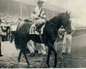HORSERACING1002's tweet photo. GALLANT MAN 🇮🇪1954 ( MIGOLI -MAJIDEH BY MAHMOUD)
#GallantMan
 B/ Aga Khan III(Ire) Mar 20, 1954.
O/ Ralph Lowe 
T/ John A. Nerud. 26-14-4-1--$510,355 Jockey Club Gold Cup. Travers S. Peter Pan S. Nassau county H. Hibiscus S. Hollywood Gold Cup. Sunset H. Metropolitan H. Belmont S. 
2nd Kentucky Derby.
Stood at Spendtrifth, Sired 52 sw.
 Died Sep7,1988