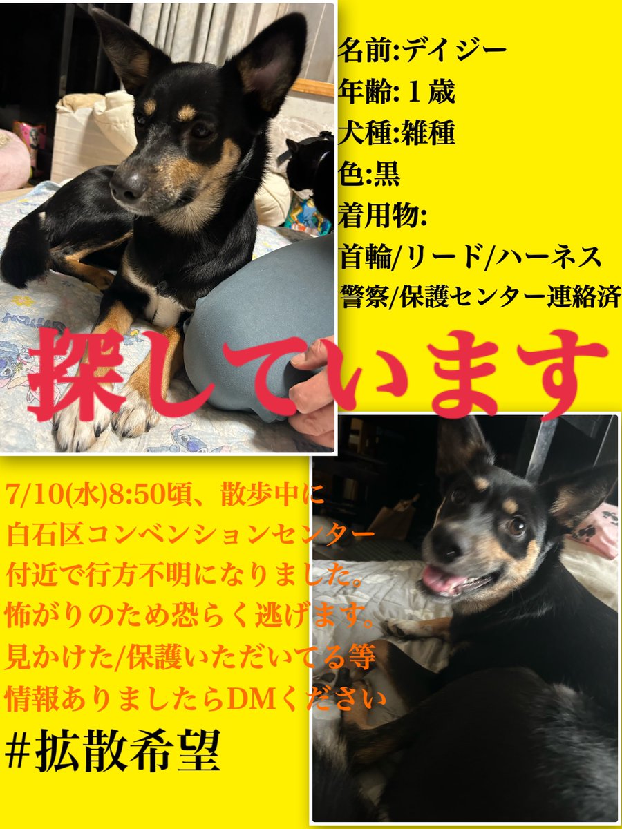 aripyonsuu's tweet photo. ⚠️拡散希望⚠️
7/10(水)8:50頃、白石区コンベンションセンター付近で我が子が行方不明になりました。

とても怖がりですが、体力もありどこまで行ってるのかもわからない状態です。 

なにか情報ありましたら、警察へ連絡またはリプ/DMお願いします🙇‍♀️

#札幌 #白石区 #迷子犬 #迷い犬 #拡散希望 #捜索中 https://t.co/6z4v7NMLTp
