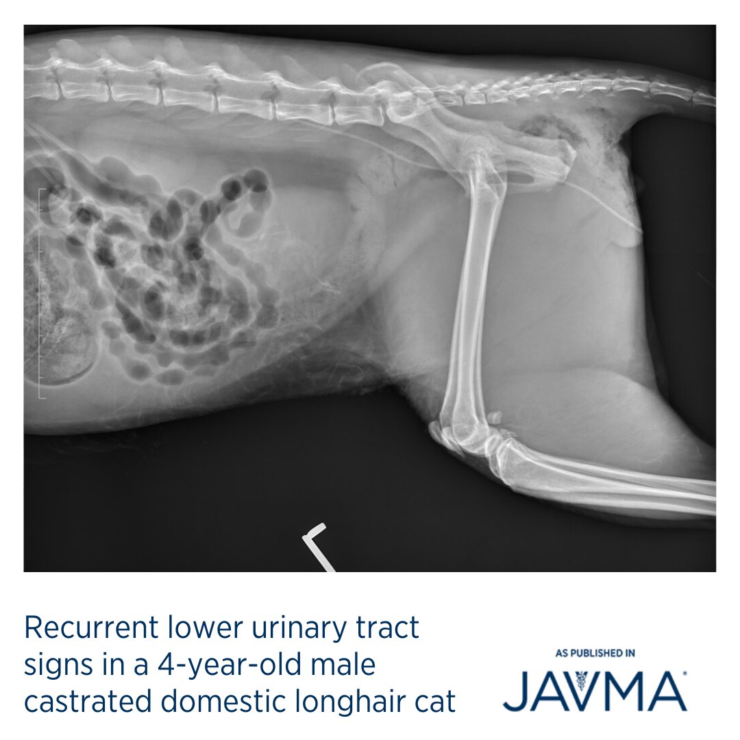 AVMAJAVMA's tweet photo. What are your differential diagnoses for a 4-year-old male indoor-outdoor castrated domestic longhair cat presented for treatment of feline lower urinary tract disease (#FLUTD). 🐈 Full case: https://t.co/aCQLUCFYFo @wsuvetmed @theacvs @theacvr #stranguria https://t.co/kgBDtfuNjF